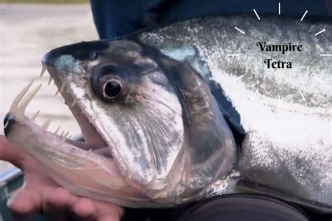 vampire fish|Vampire fish .